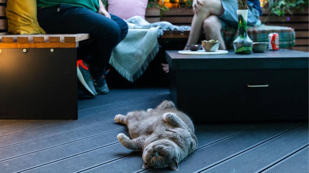 An architect meeting with a client, with a cat lying at their feet in the new space.